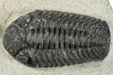 Detailed Morocops Trilobite - Ofaten, Morocco #287375-5